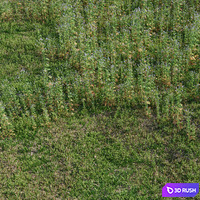 Meadow herbs: verbena and bluegrass (June) 3D Model Vray, Corona