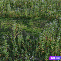 Meadow herbs: verbena and bluegrass (June) 3D Model Vray, Corona