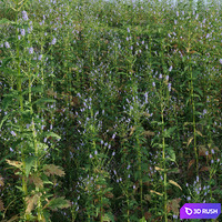 Meadow herbs: verbena and bluegrass (June) 3D Model Vray, Corona
