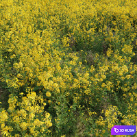 Rapeseed field 3D Model Corona