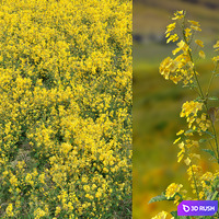 Rapeseed field 3D Model Corona