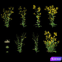 Rapeseed field 3D Model Corona