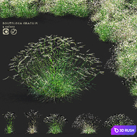 Butelua graceful ornamental grass | Bouteloua gracilis 3D Model Vray, Corona
