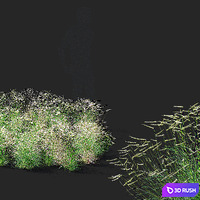Butelua graceful ornamental grass | Bouteloua gracilis 3D Model Vray, Corona