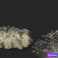Butelua graceful ornamental grass | Bouteloua gracilis 3D Model Vray, Corona