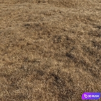 Dried grass 3D Model Corona