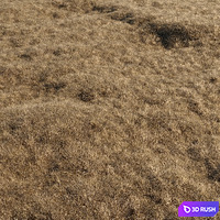 Dried grass 3D Model Corona