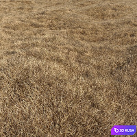 Dried grass 3D Model Corona