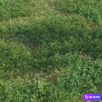 Natural lawn: capsella bursa-pastoris &amp; setaria viridis 3D Model Vray, Corona