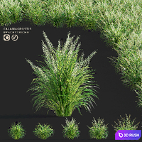 Reed Grass | Calamagrostis brachytricha 3D Model Vray, Corona