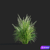 Reed Grass | Calamagrostis brachytricha 3D Model Vray, Corona