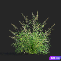 Reed Grass | Calamagrostis brachytricha 3D Model Vray, Corona