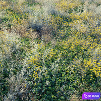 Meadow 19 3D Model Corona