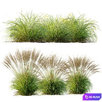 Carex Elata Aurea Grass and Molinia Caerulea 3D Model Vray, Corona