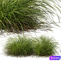 Carex Elata Aurea Grass and Molinia Caerulea 3D Model Vray, Corona