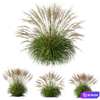 Carex Elata Aurea Grass and Molinia Caerulea 3D Model Vray, Corona