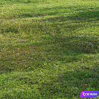 Realistic meadow grass