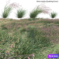 Briza media - Quaking Grass 02 3D Model Vray