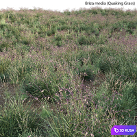 Briza media - Quaking Grass 02 3D Model Vray