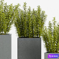 PLANT -15 3D Model Vray