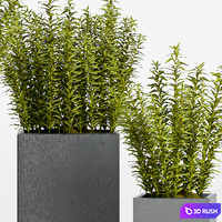 PLANT -15 3D Model Vray