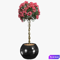 Bougainvillea / Bougainvillea 3D Model Vray