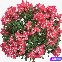 Bougainvillea / Bougainvillea 3D Model Vray