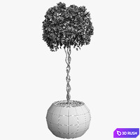 Bougainvillea / Bougainvillea 3D Model Vray