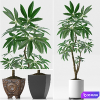 EVA PACHIRA AQUATICA_PLANT_37 3D Model Vray