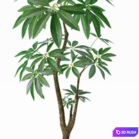 EVA PACHIRA AQUATICA_PLANT_37 3D Model Vray