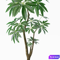 EVA PACHIRA AQUATICA_PLANT_37 3D Model Vray