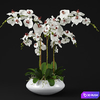 Orchid 11 3D Model Vray