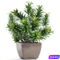 Dracaena 4. Dracaena Reflexa, bush, pot, flower, flowerpot, interior, decorative 3D Model Vray