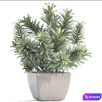 Dracaena 4. Dracaena Reflexa, bush, pot, flower, flowerpot, interior, decorative 3D Model Vray