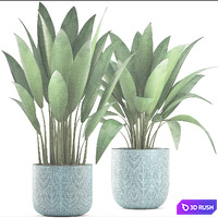 Strelitzia in a pot. Bush, flowerpot, pot, Scandinavian, banana, indoor, interior plants 3D Model Vray