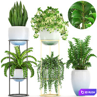 Collection of plants. Shelf with flowers, stand, Caladium, Zamioculcas, Schefflera, pot, interior plants 3D Model Vray