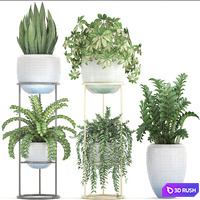 Collection of plants. Shelf with flowers, stand, Caladium, Zamioculcas, Schefflera, pot, interior plants 3D Model Vray