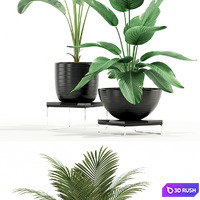 Plants collection 119 3D Model Vray