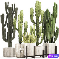 Plant collection 324. concrete, flowerpot, indoor cactus, cereus, spurge, carnegia, interior, desert plants, outdoor