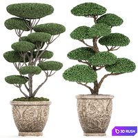 A collection of trees for the garden in classic outdoor pots with Topiary, bonsai, Nivaki. Set of 500. 3D Model Vray