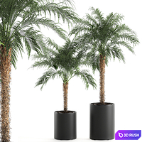 A collection of decorative small lush palm trees in black pots with Dates Robelena. Set 618. 3D Model Vray