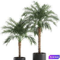 A collection of decorative small lush palm trees in black pots with Dates Robelena. Set 618. 3D Model Vray