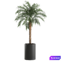 A collection of decorative small lush palm trees in black pots with Dates Robelena. Set 618. 3D Model Vray