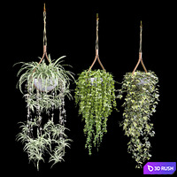 Plants in hanging flower pots (dyshidia, chlorophytum, heder) 3D Model Vray, Corona
