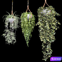 Plants in hanging flower pots (dyshidia, chlorophytum, heder) 3D Model Vray, Corona