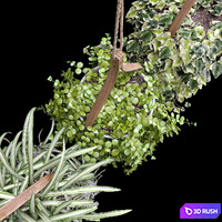 Plants in hanging flower pots (dyshidia, chlorophytum, heder) 3D Model Vray, Corona