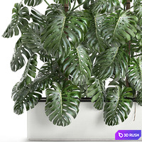 Beautiful lush exotic thickets of plants in a white potted flowerbed with a Monstera flower. Set 669. 3D Model Vray