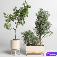 Collection Indoor plant 50 vase wood 3D Model Vray, Corona