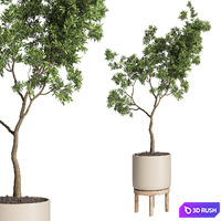 Collection Indoor plant 50 vase wood 3D Model Vray, Corona