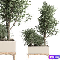Collection Indoor plant 50 vase wood 3D Model Vray, Corona